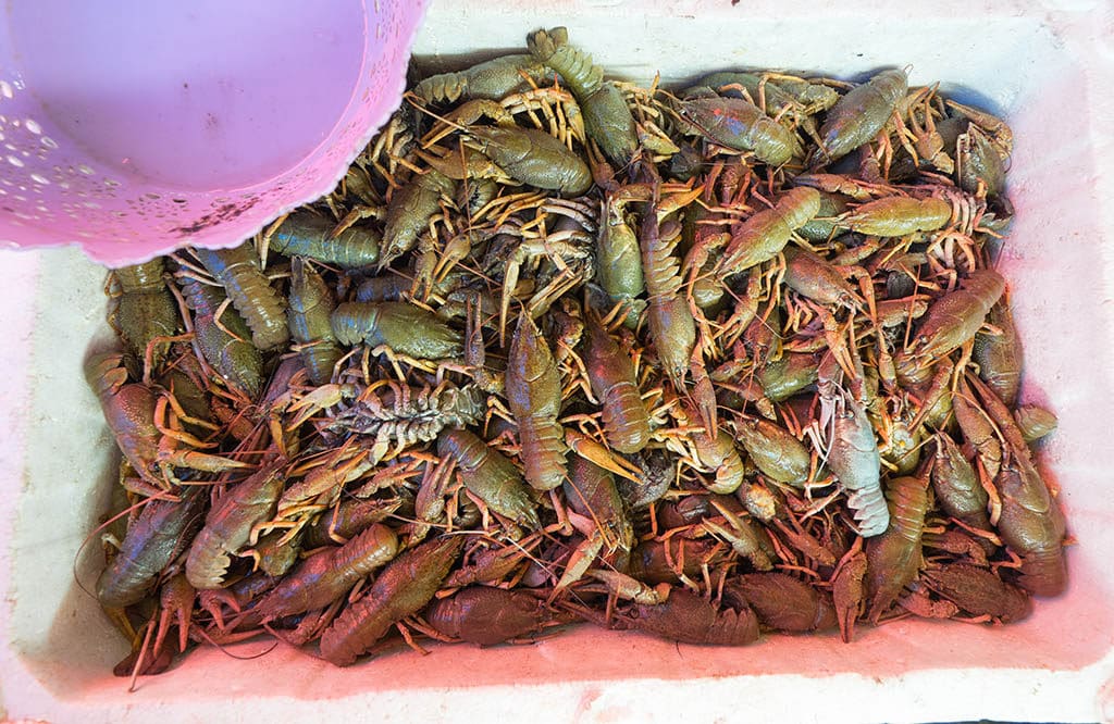 Живые раки на батумском рыбном рынке