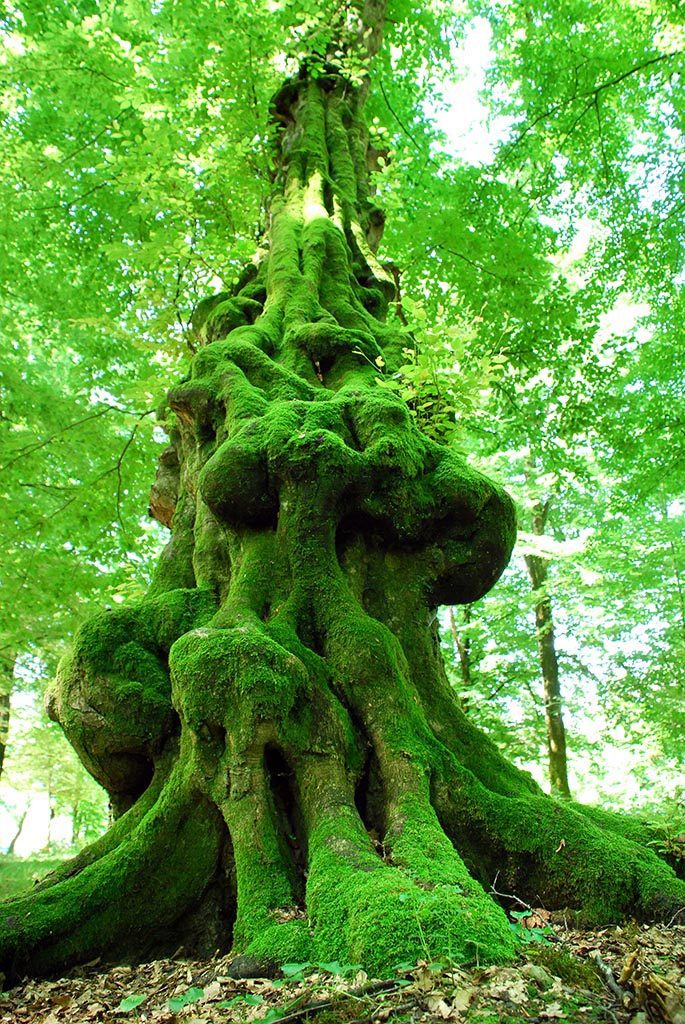 Дерево. Национальный парк Лагодехи