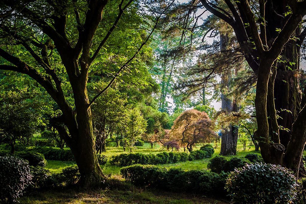 Кое где Ботанический сад похож на волшебный лес