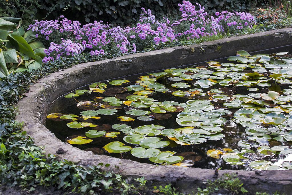Небольшой пруд с лилиями в ботаническом саду Тбилиси