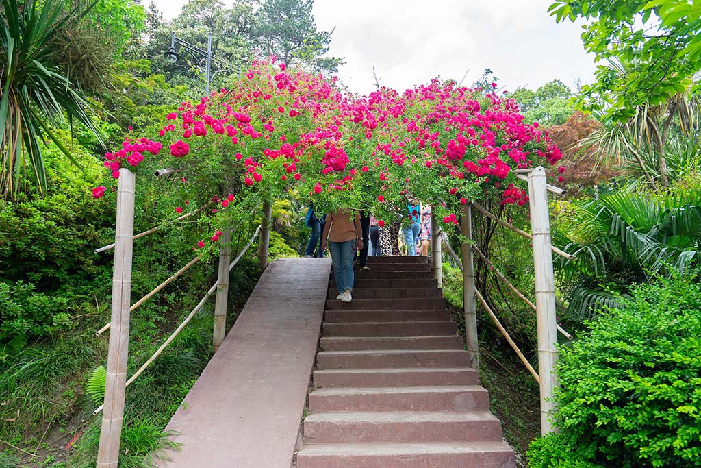 Цветочная арка. Ботанический сад Батуми