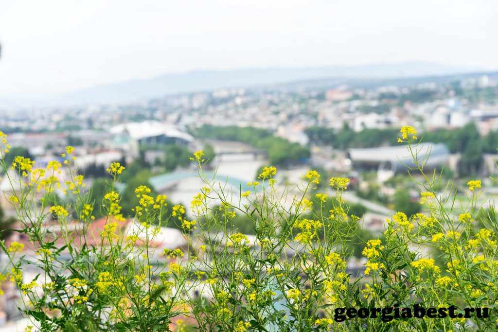 Цветущий Тбилиси в апреле