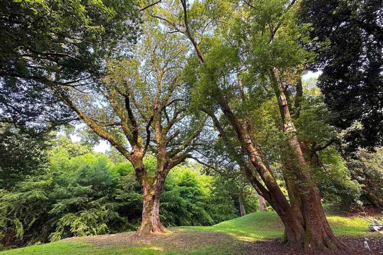Dendrological park near Kobuleti