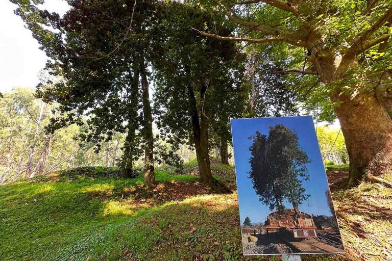 Photo showing how the trees were transported