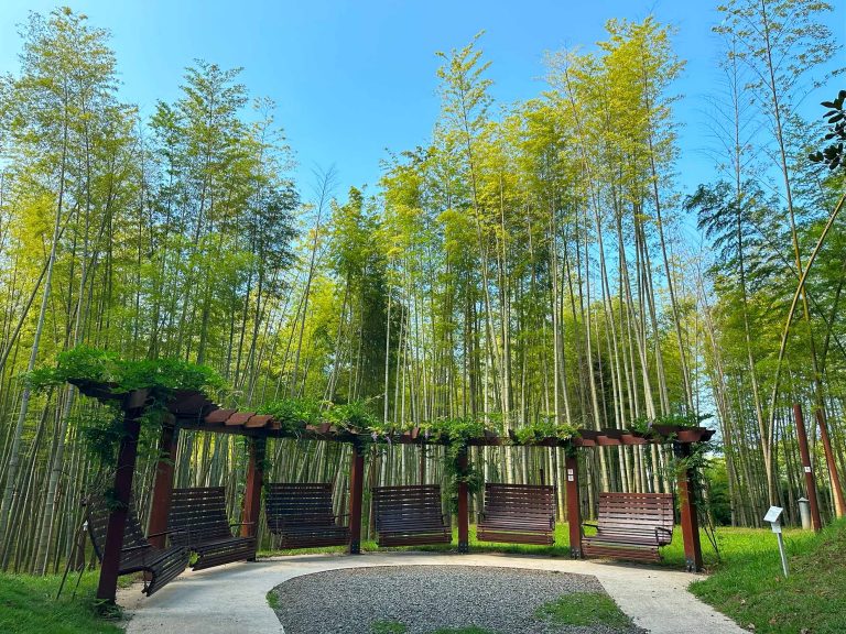lavochki Dendrariy Batumi
