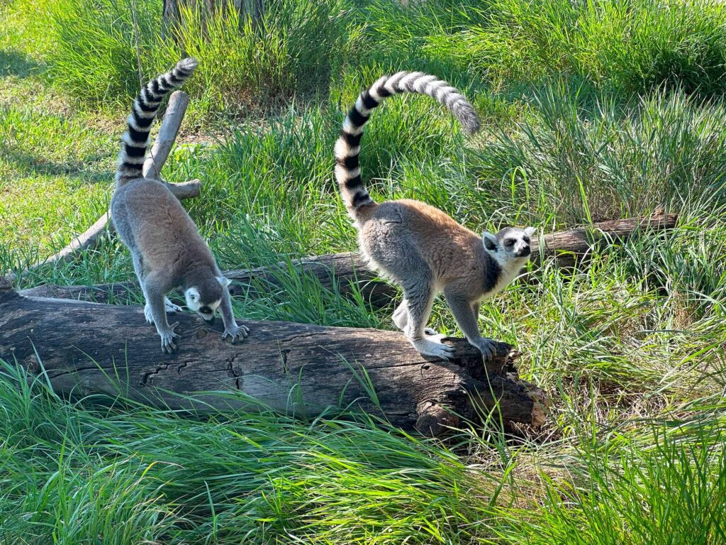 lemuri tbilisi zoopark