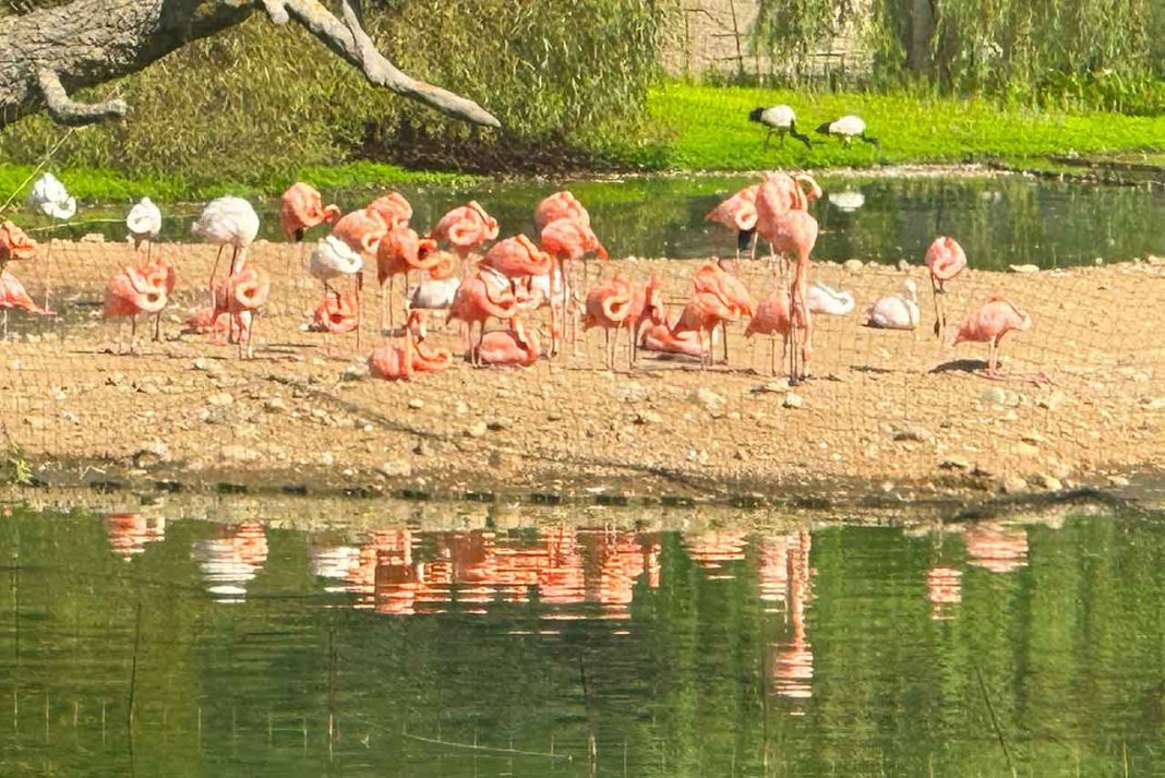 rozoviy flamingo dendrariy Shekvetili