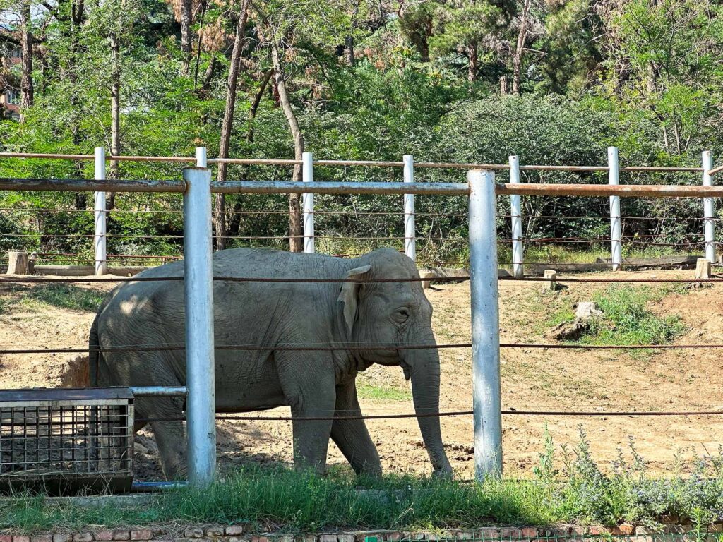 Slon v zooparke Tbilisi