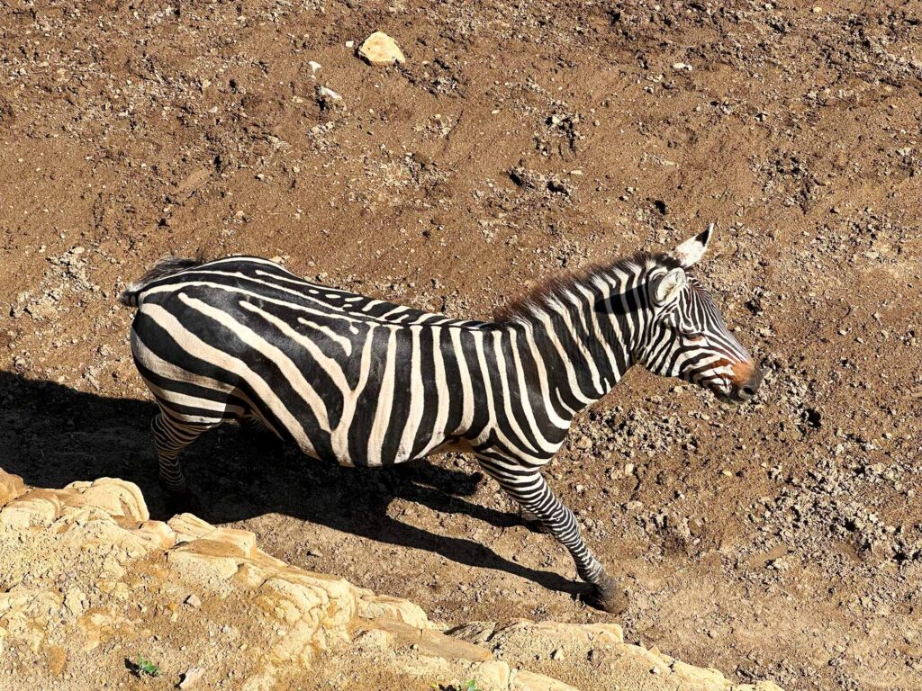 zebra zoopark Tbilisi