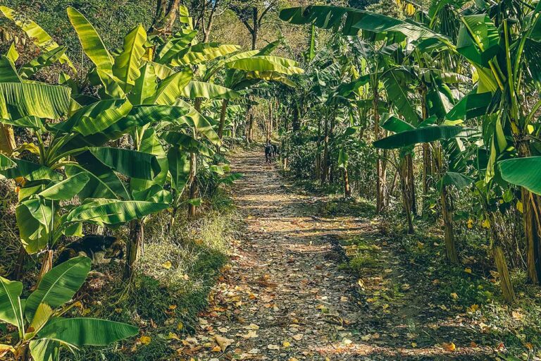 Banana Grove near Batumi in Tsikhisdziri